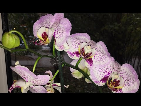 Ноябрьский обзор орхидейного подоконника