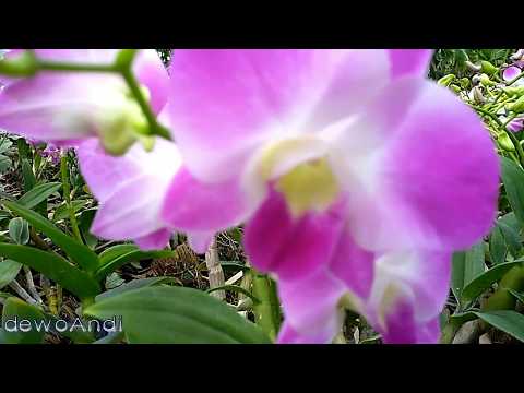 download lagu mp3 mp4 Florist Malang Murah, download lagu Florist Malang Murah gratis, unduh video klip Florist Malang Murah