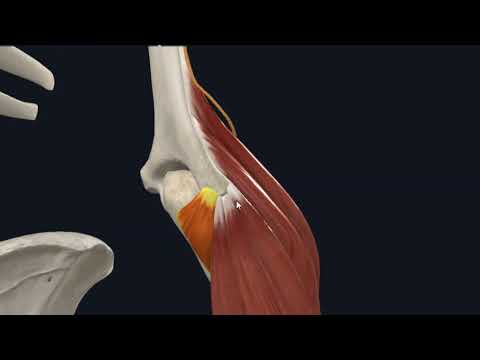 muscles of forearm part 2