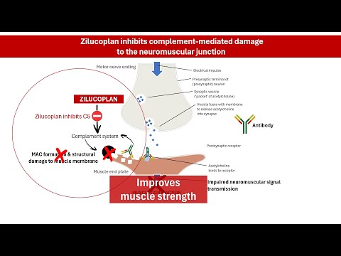How This New Drug Works for Myasthenia Gravis ...