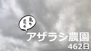 462日 嵐の前の【アザラシ農園】