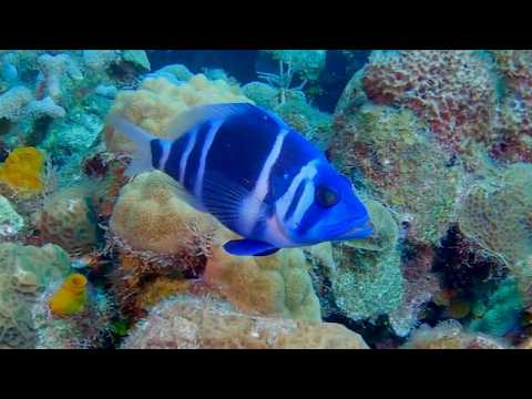 3 Damsels - scuba diving video