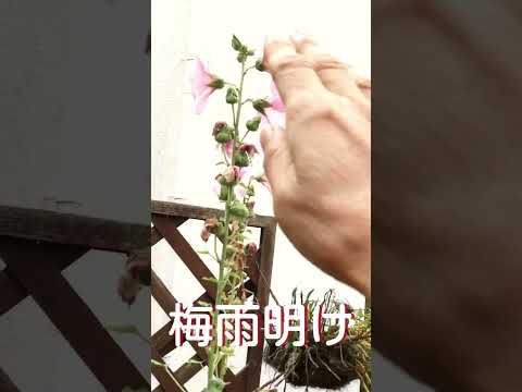 タチアオイの種を植えるとき 4 月 5 月 温室で覆われた場所