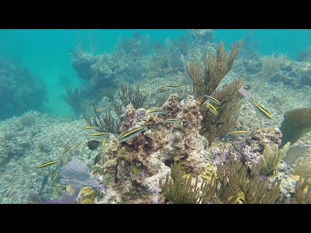 Snorkeling on Eleuthera