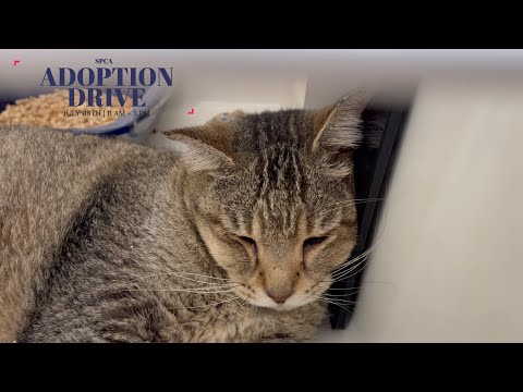 Spca Suncoast Adoption