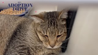 SPCA, Singapore : Pet Adoption Drive July 2023