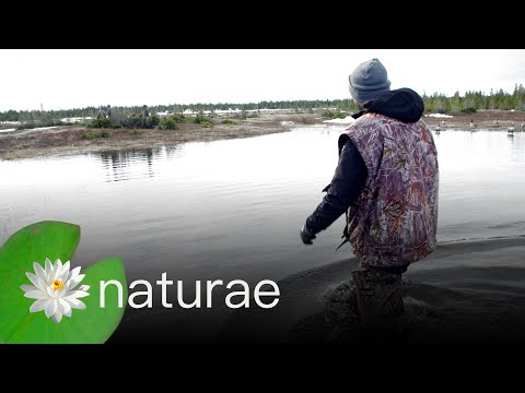Nation Untamed - Goose Break - Journey into the Wild | full episode