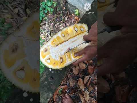 Simple and Easy Jackfruit Cutting Skills #shots