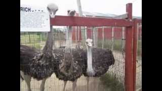preview picture of video 'Washington Island Ostrich Farm 06 14 12'