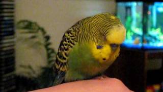 My budgie Cookie, Falling Asleep on My Hand