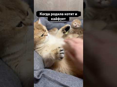 #cat #позитив