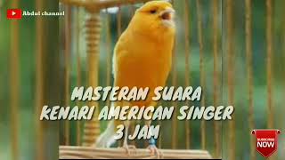 Download lagu Suara Masteran kenari American singer Tanpa iklan 3 JAM Non Stop mp3