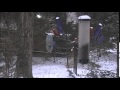 Snow Days (by Trip Shakespeare)