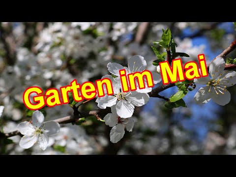 Gartentipps & Gartenarbeit im Monat Mai – Der Garten im Mai #Quicktipp