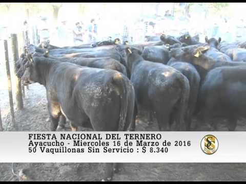 16-03-16 Venta de Vaq. Sin Serv. - Fiesta Nacional del Ternero - Ayacucho.