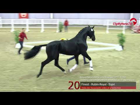 20 Junghengst v. Finest - Rubin-Royal