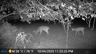 Young and Older Buck