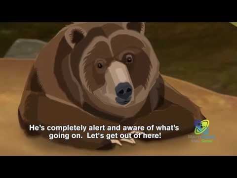 How Do Bears Hibernate?