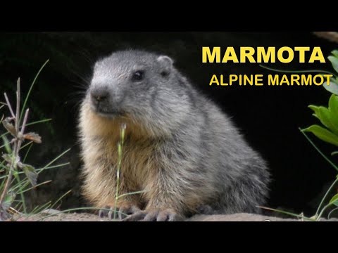 Marmota ( Marmota marmota ) Marmot