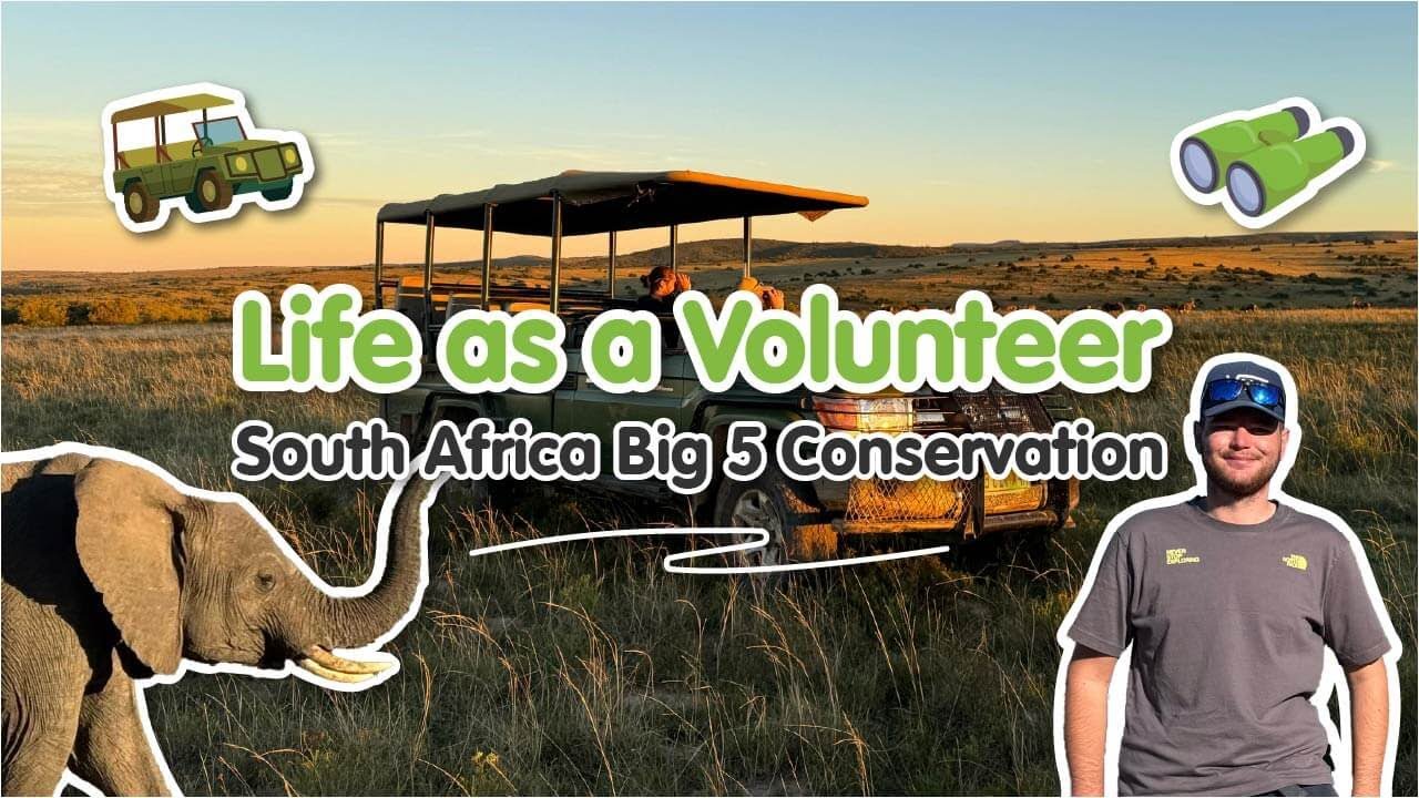 South Africa Big 5 Conservation Video