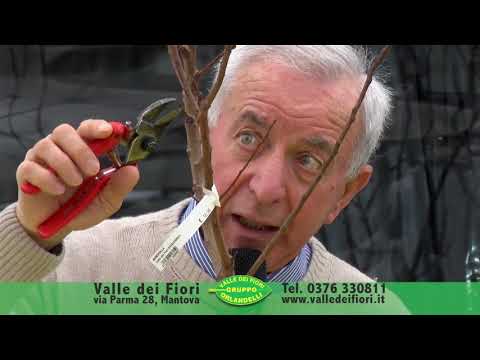 Corso Potatura delle Piante da Frutto - Giovanni Rigo