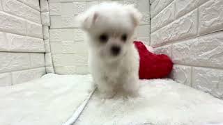 ハーフ犬の動画01