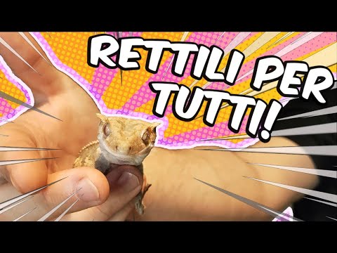 Five Reptiles for Beginners