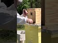 Opening nucleus (nucs) to let bees forage!