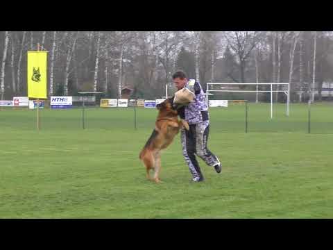 Svod NO 2017 - Runner Sherak