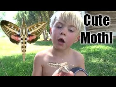 Max Loves Hummingbird Sphinx Moths!