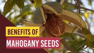 Benefits of Mahogany Seeds | Sky Fruits के अनेक फायदे, जान के उड़ जायेगे होश | Mahogany Farm in India