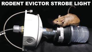 The EVICTOR - Does This Strobe Light Scare Away Rodents In Your Attic? Mousetrap Monday.