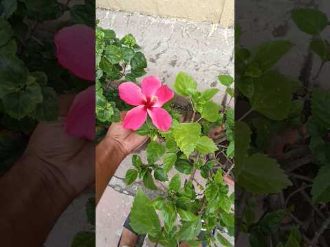 #plants #indoorsplants #flowers #naturelovers #love #rishikesh#mussoorie #nature  #haridwar #viral