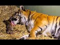 Birth Of Twin Tiger Cubs | Tigers About The House | BBC Earth Kids