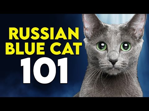 Russian Blue Cat 101 - Learn ALL About Them!