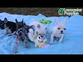 French Bulldog dogs for sale: Wrenlee - Video 1