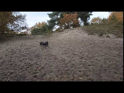 Running Heide Terrier x Patterdale bitch 3 mnth and Fell terrier male dog 5 mnth Estacado