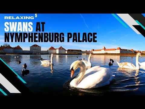 Relaxing⁵ Ep. 9 - Schwäne am Schloss Nymphenburg