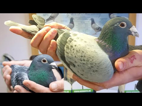 JELLE ROZIERS WON THIS YEAR HIS 1ST NAT. ACE KBDB IN 6 YEARS