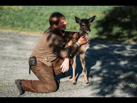 BINDELEDDET - Hjortekongen på frodige Svanøy