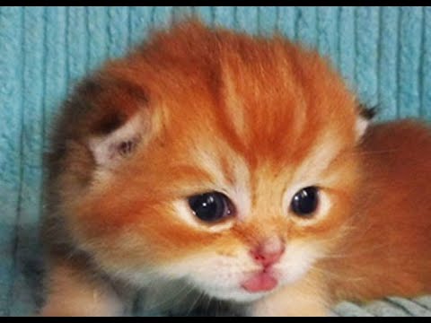 FRANCIE CHOCOLATE BOUTIQUE