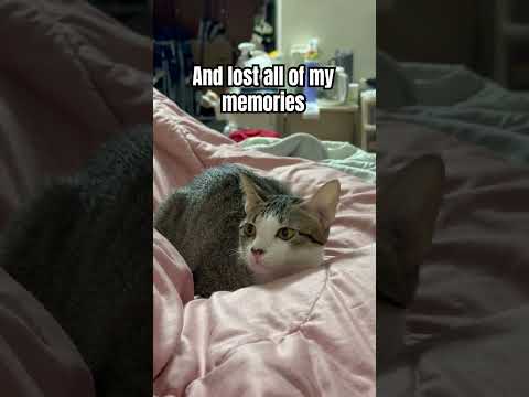 What would be the first thing that u tell me? #shorts #cat #funny #cute