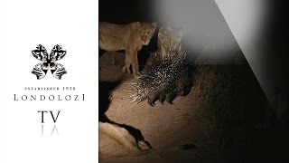 Lions vs Porcupine - Londolozi TV