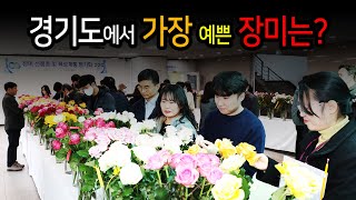 경기도농업기술원, 장미 ‘아리엘’ 등 육성품종 평가회 열어