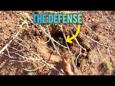 Innovative Living Fence Design for High Desert Environments