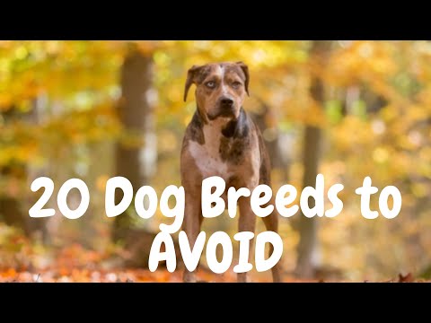 Top 20 Dog Breeds to Avoid