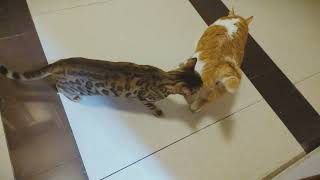 My cat is being harassed by a leopard cat