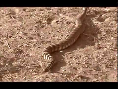 SOLAR ESCAPE - An Interlude of Mistaken Vastitude [Music Video]