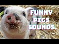 Pig Sounds And Video Learn The Sound A Pig Makes