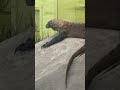 Komodo Dragon Up Close The World S Largest Lizard At San Francisco Zoo